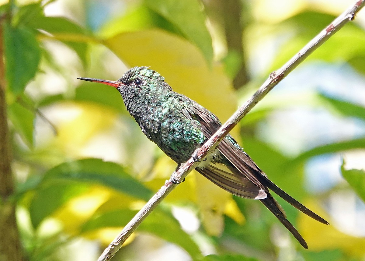 Golden-crowned Emerald - ML638960617