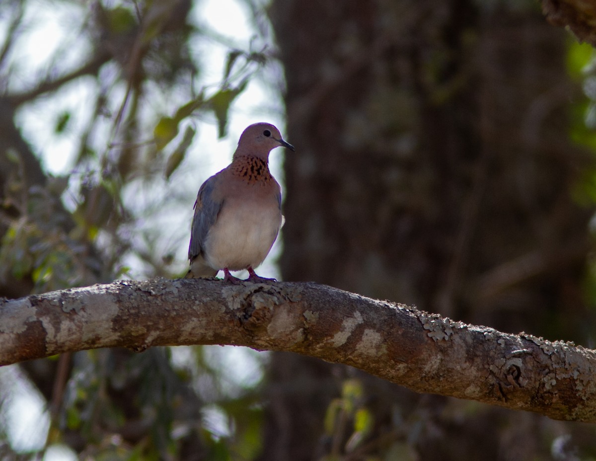 Laughing Dove - ML638960630