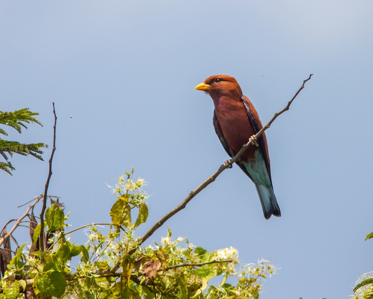 Broad-billed Roller (African) - ML638960657