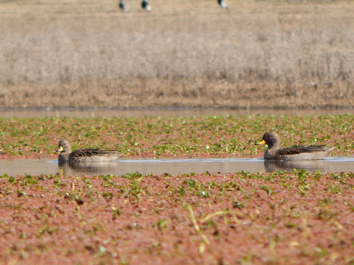 Yellow-billed Teal - ML638960753