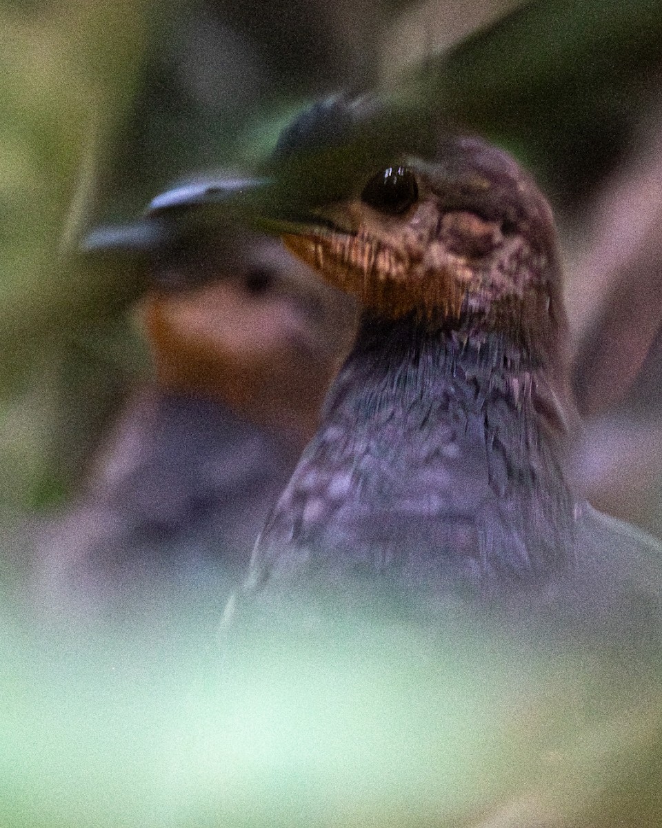 gulbeintinamu (noctivagus) - ML638960788
