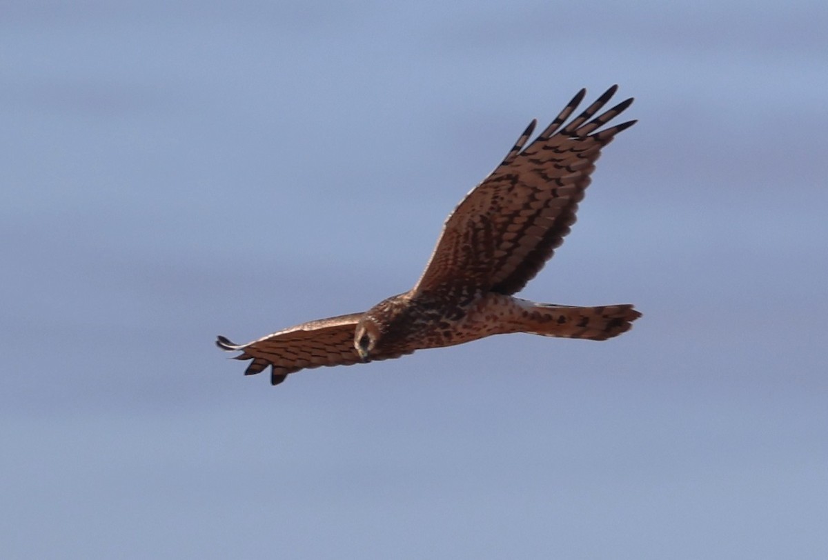 Northern Harrier - ML638960789