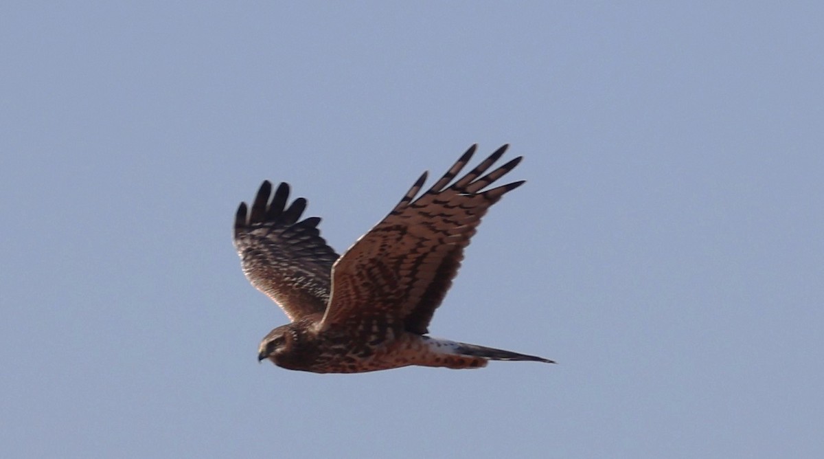Northern Harrier - ML638960790