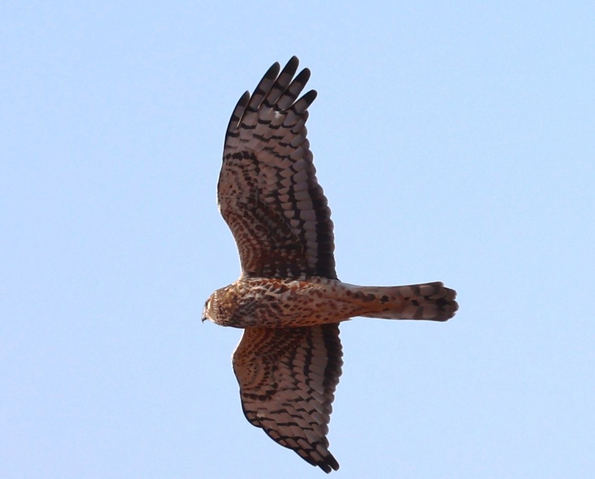 Northern Harrier - ML638960791