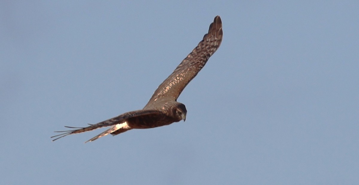 Northern Harrier - ML638960792