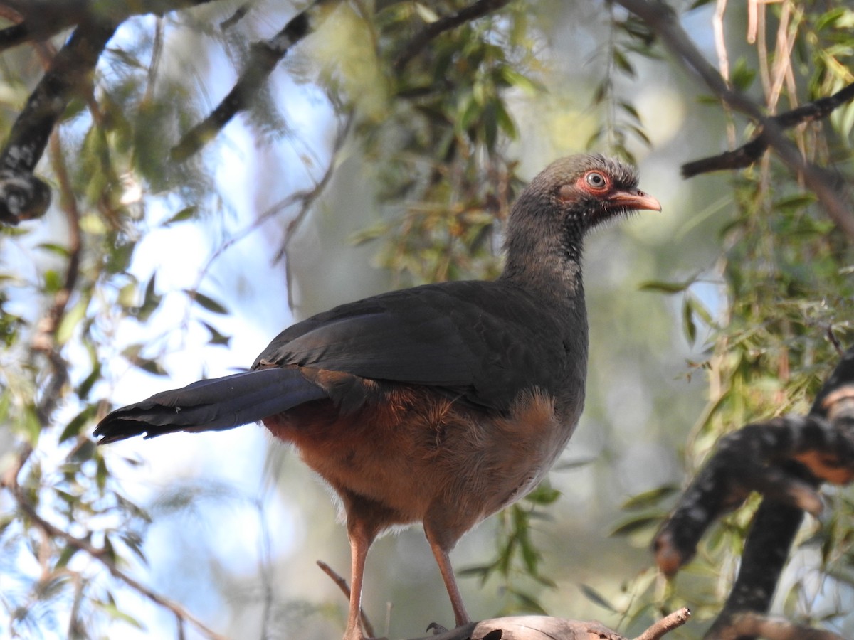 Chaco Chachalaca - ML638960816
