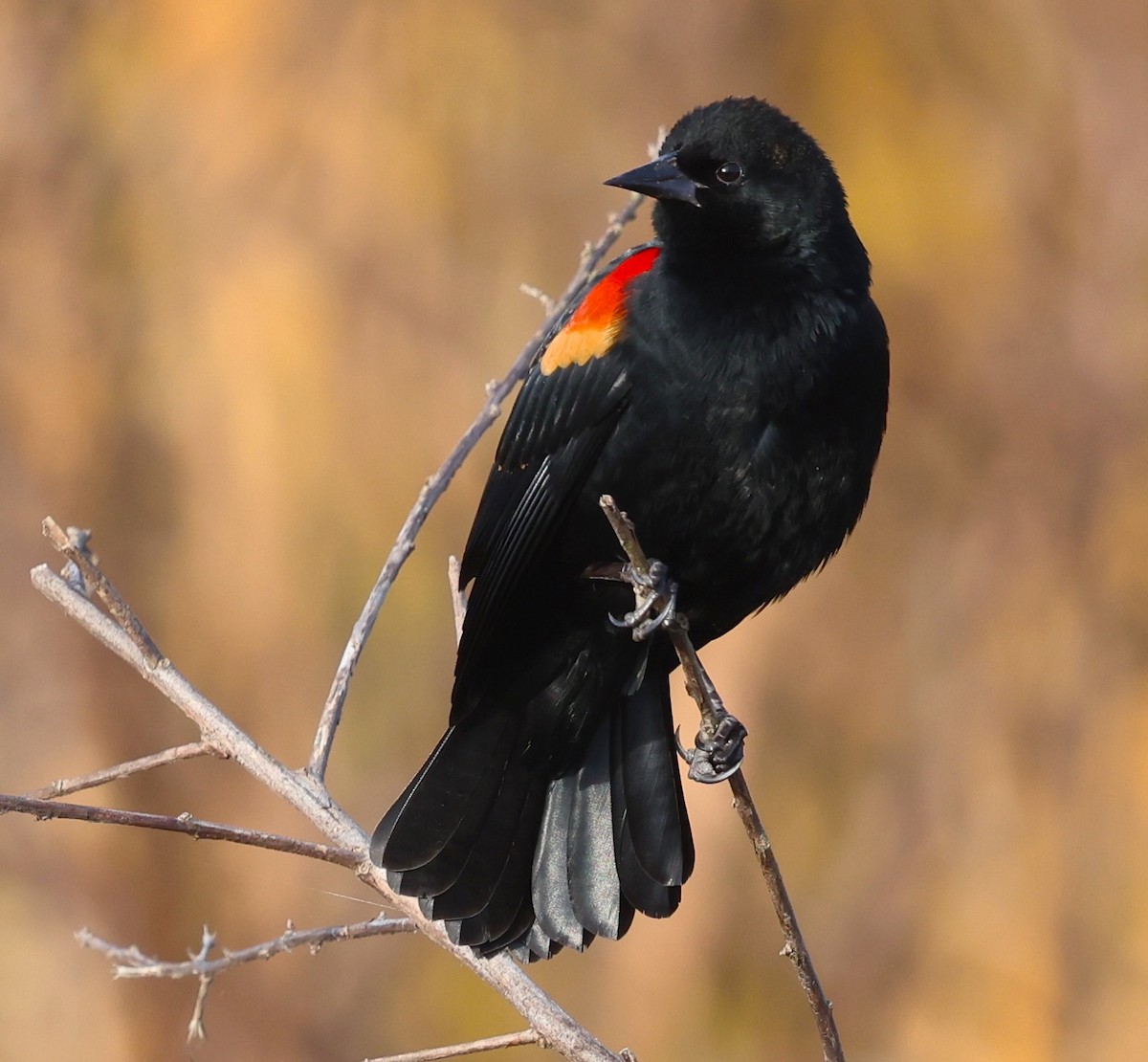 Red-winged Blackbird - ML638960828