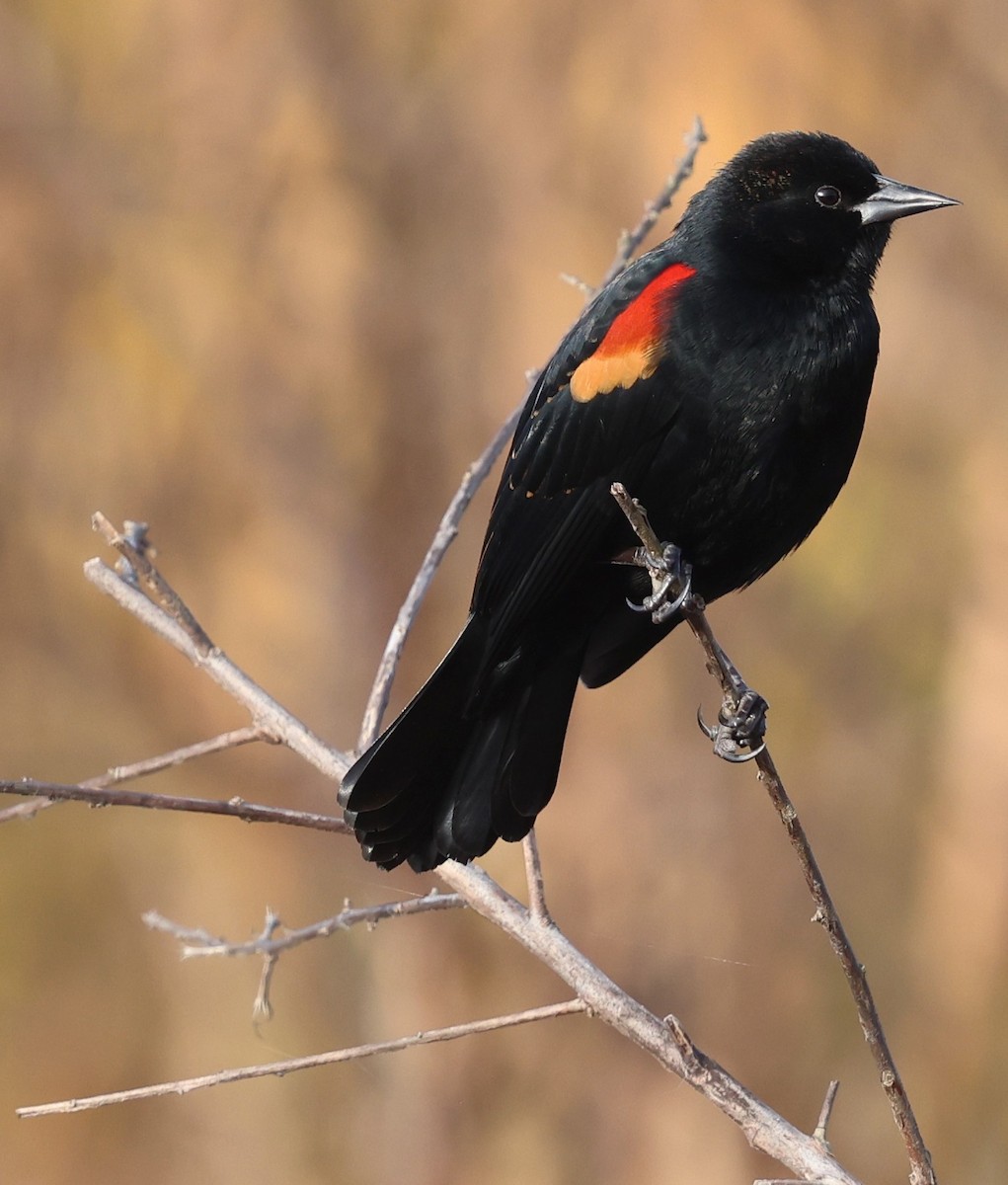 Red-winged Blackbird - ML638960829