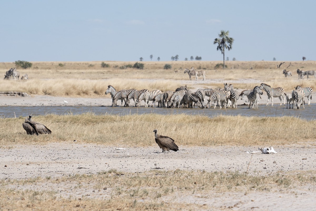 White-backed Vulture - ML638960833