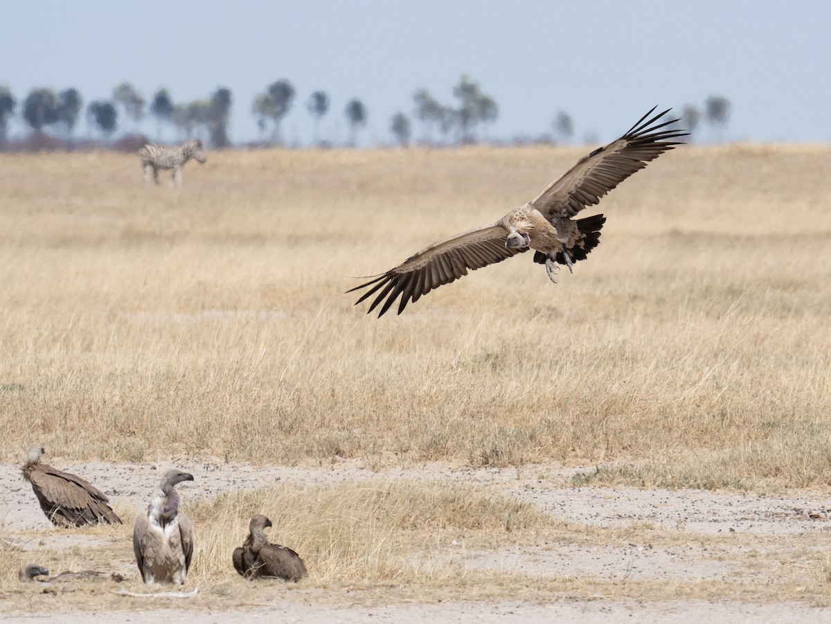 White-backed Vulture - ML638960834