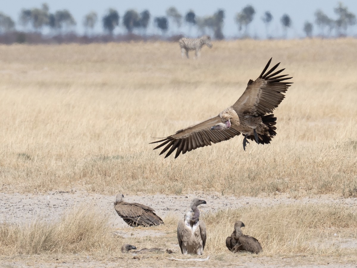 White-backed Vulture - ML638960835