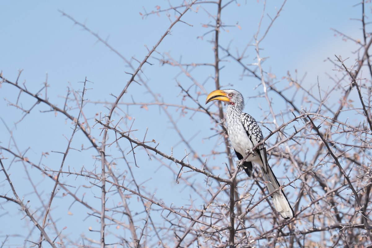 Southern Yellow-billed Hornbill - ML638960848