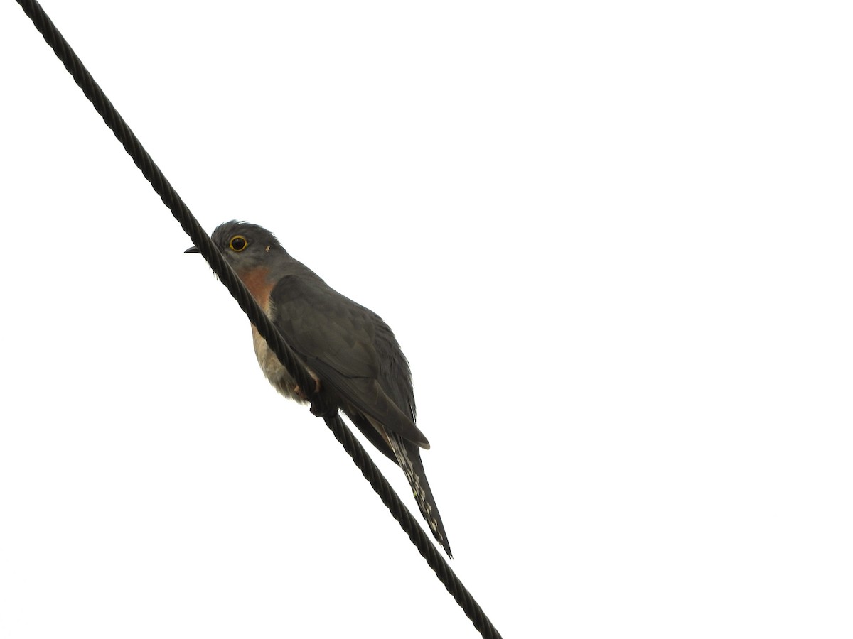 Fan-tailed Cuckoo - ML638960854
