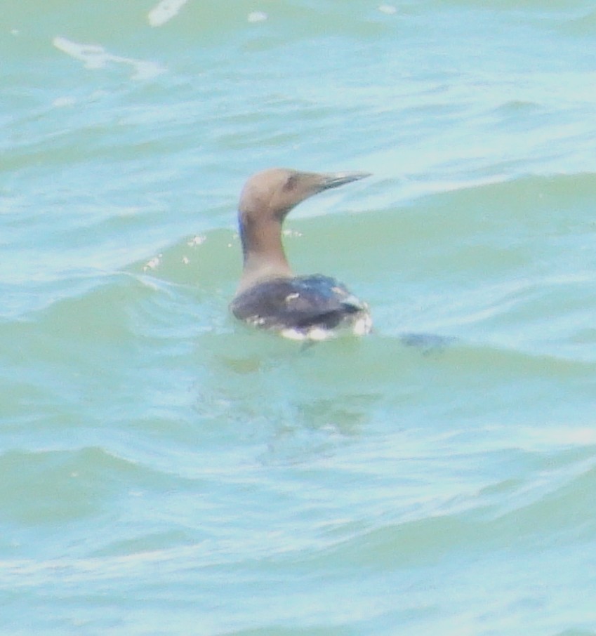 Common Murre - ML638960856