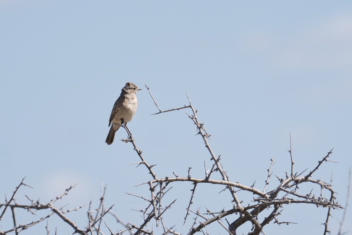 Chat Flycatcher - ML638960862