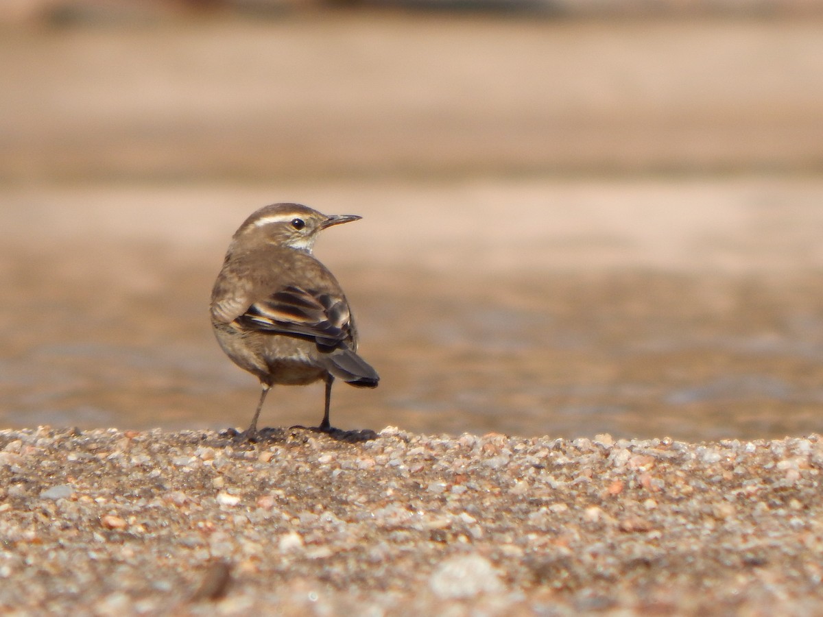 Buff-winged Cinclodes - ML638960863