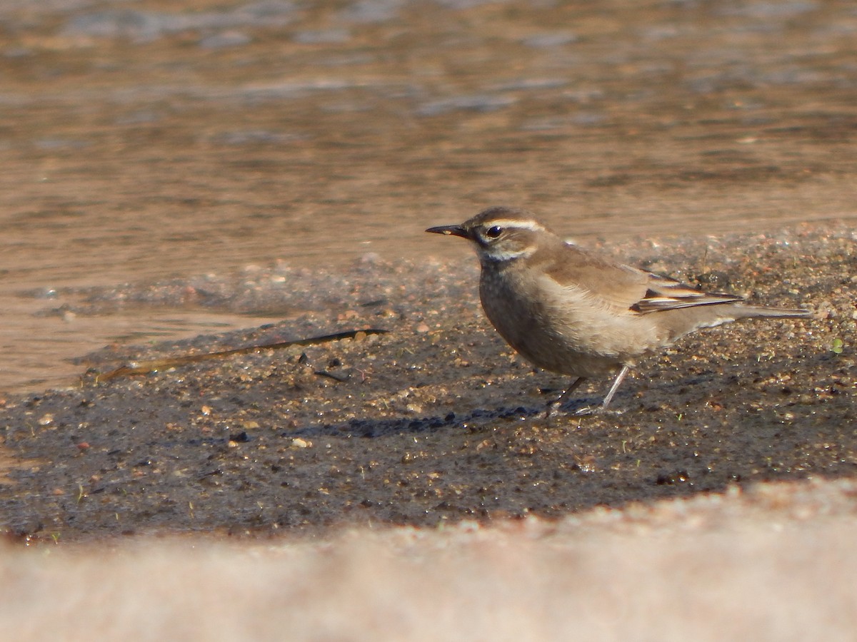 Buff-winged Cinclodes - ML638960864