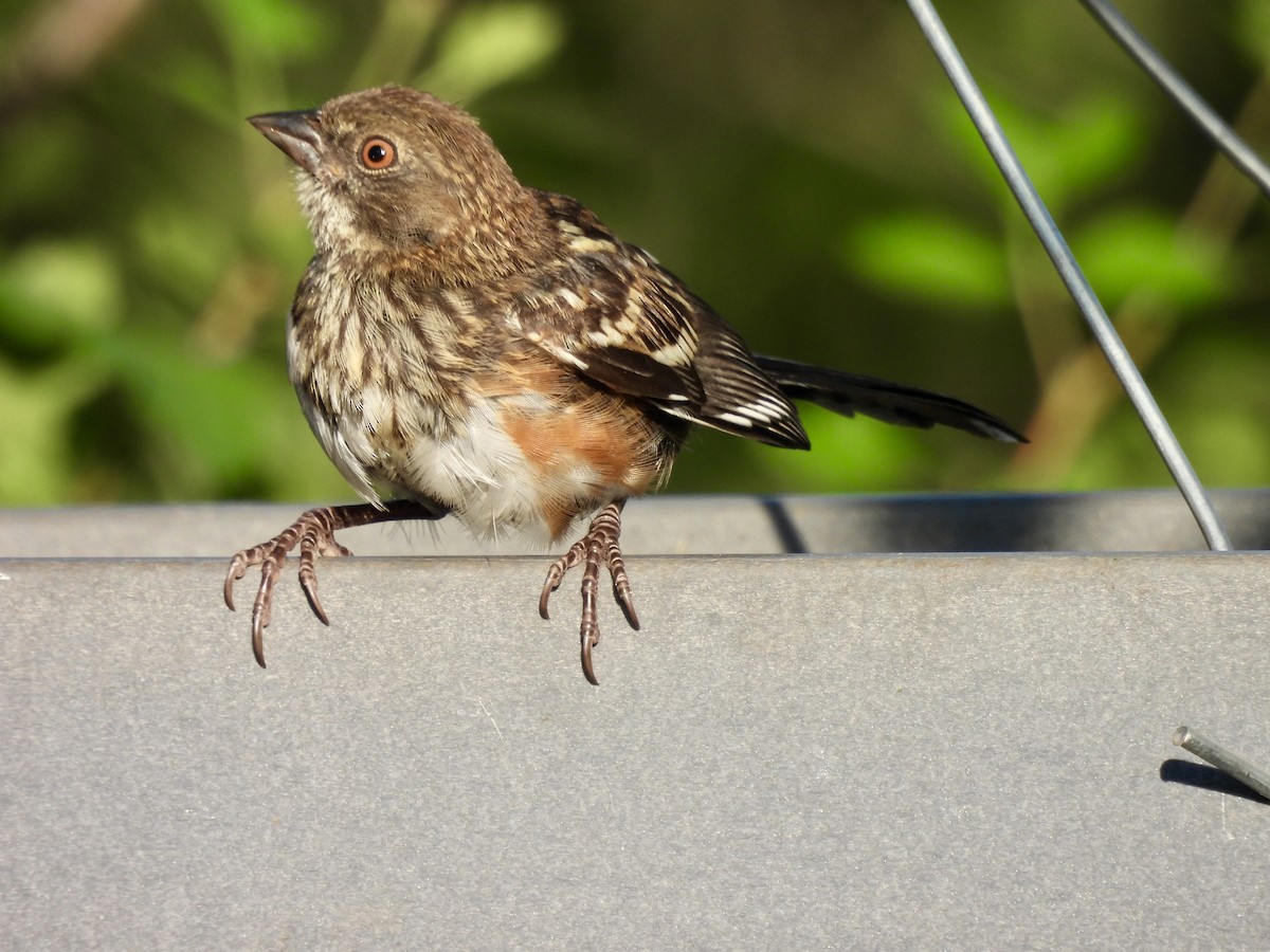 Spotted Towhee - ML638960871