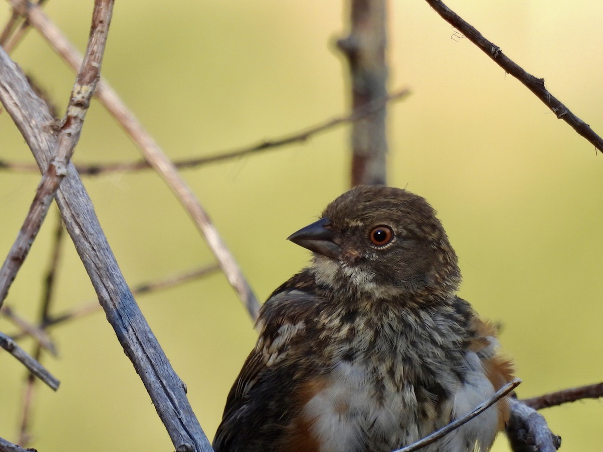 Spotted Towhee - ML638960873
