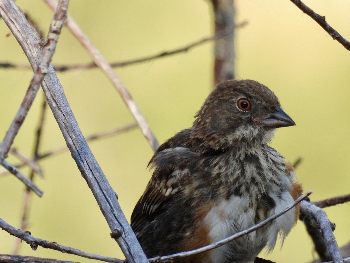 Spotted Towhee - ML638960875