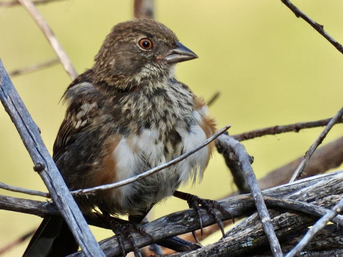 Spotted Towhee - ML638960877