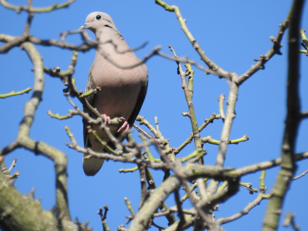 Eared Dove - ML638960894