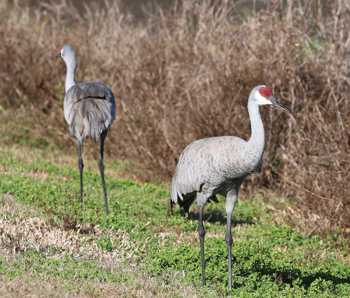 Sandhill Crane - ML638960905