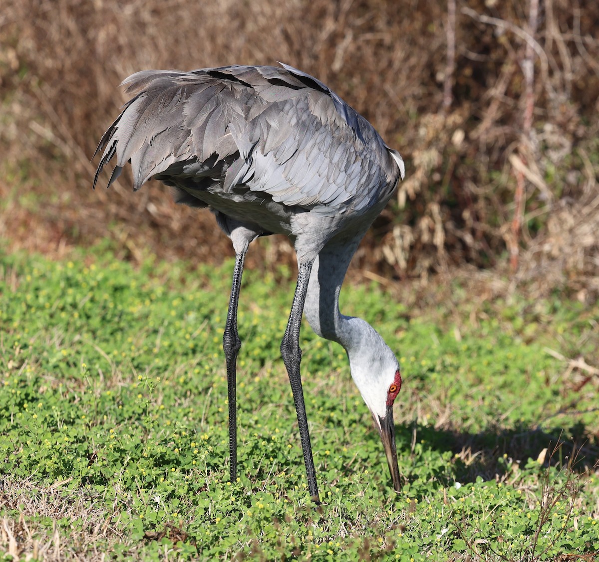 Sandhill Crane - ML638960907
