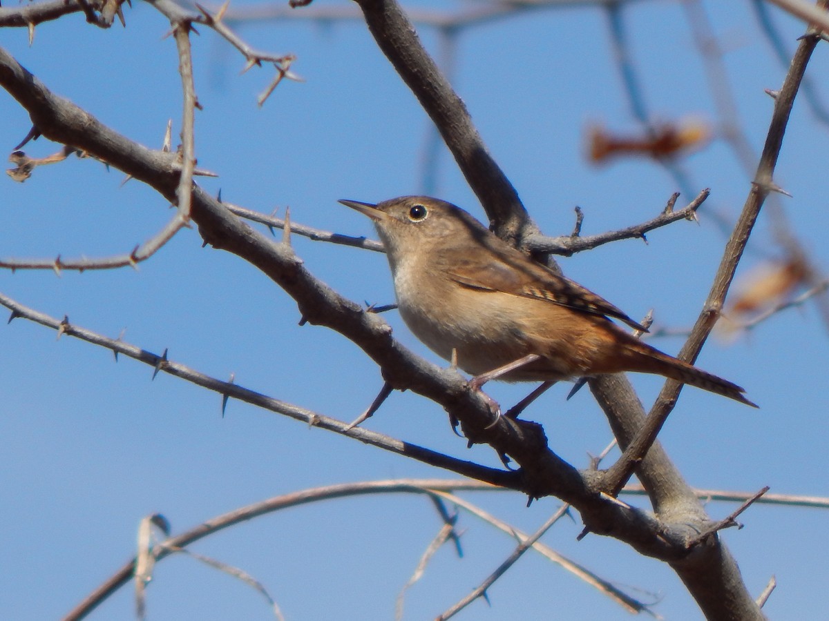 Southern House Wren - ML638960939
