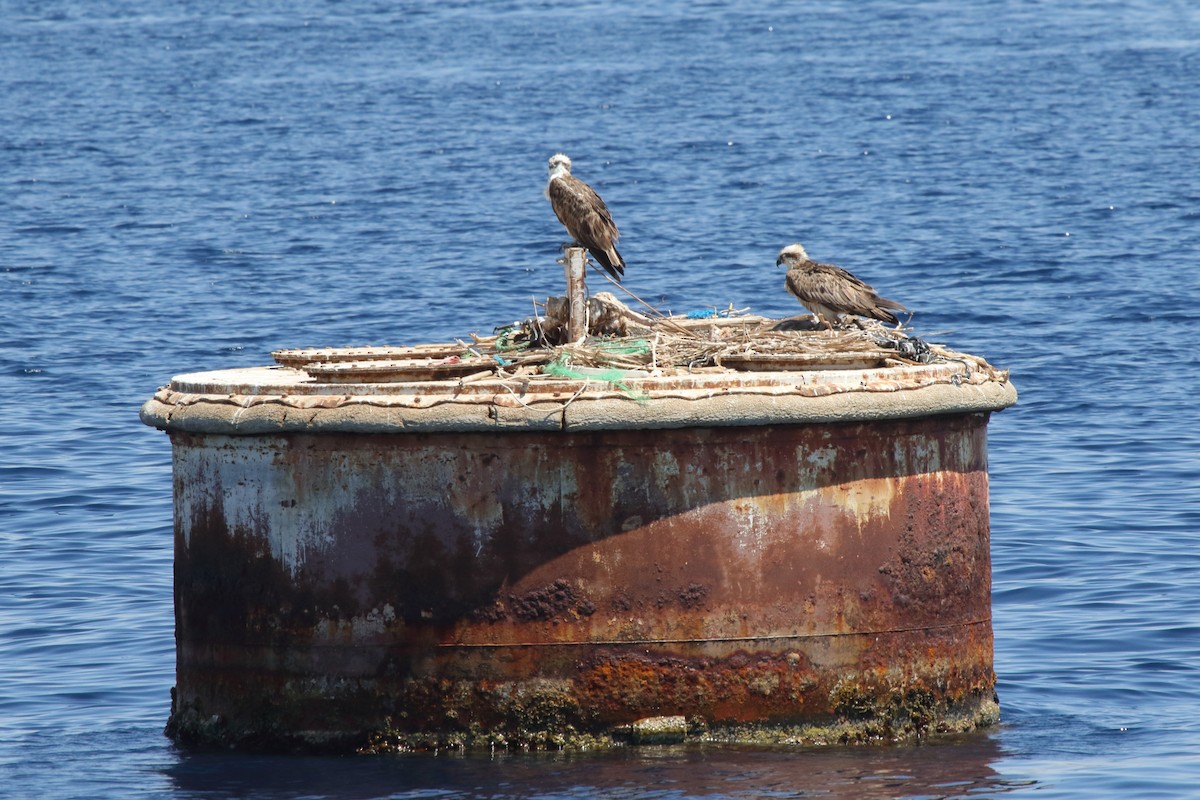 Osprey (Eurasian) - ML638960986