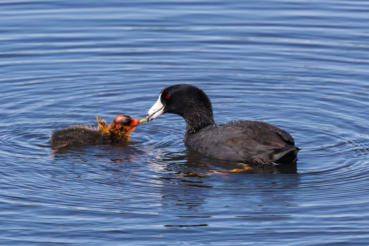 American Coot - ML638960988