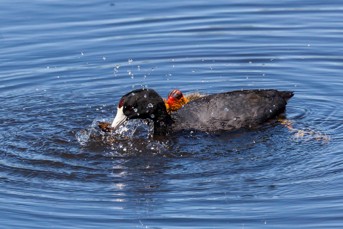 American Coot - ML638960990