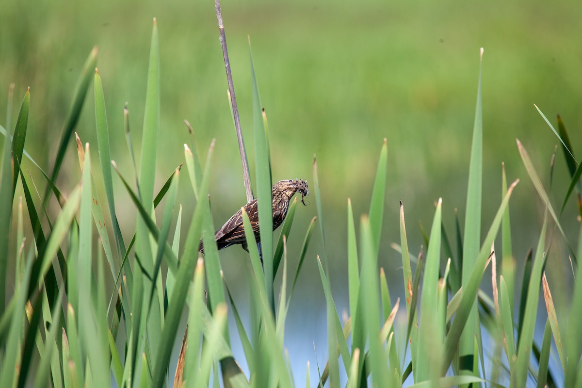 Red-winged Blackbird - ML638960997