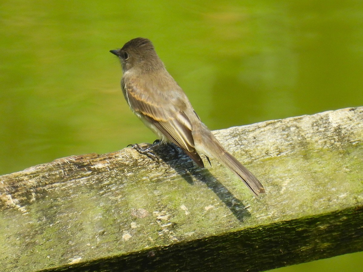 Eastern Phoebe - ML638961037