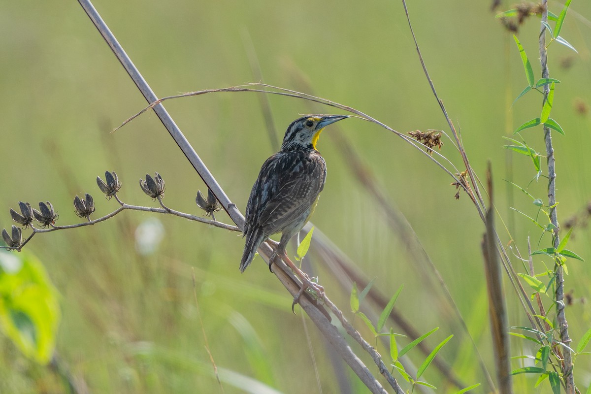 Eastern Meadowlark - ML638961039