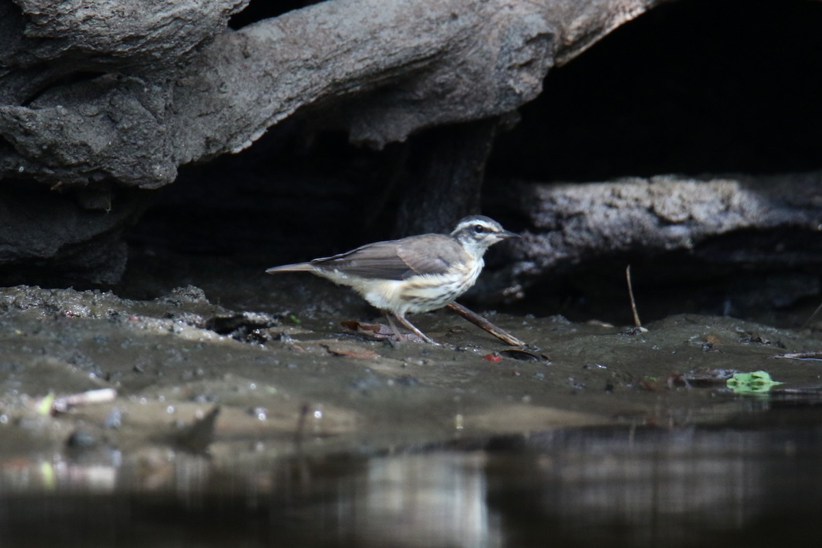 Louisiana Waterthrush - ML638961043