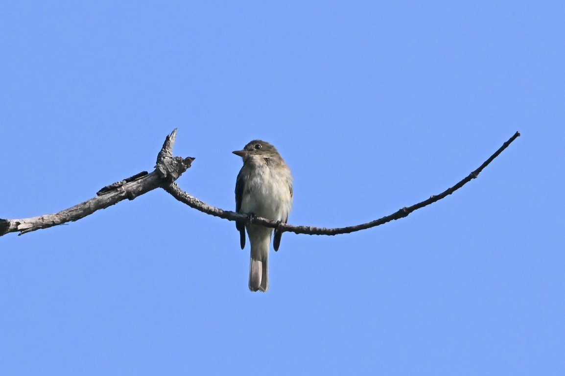 Alder Flycatcher - ML638961067