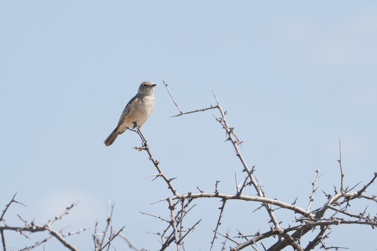 Chat Flycatcher - ML638961073