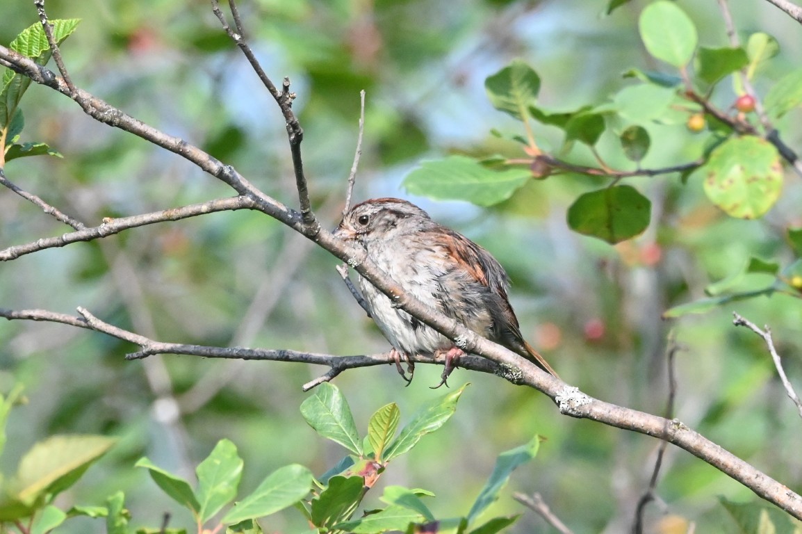 Swamp Sparrow - ML638961089