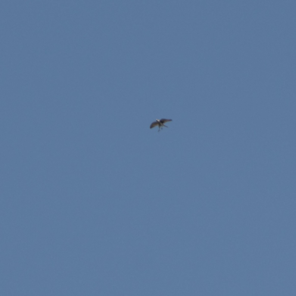 Peregrine Falcon - ML638961105