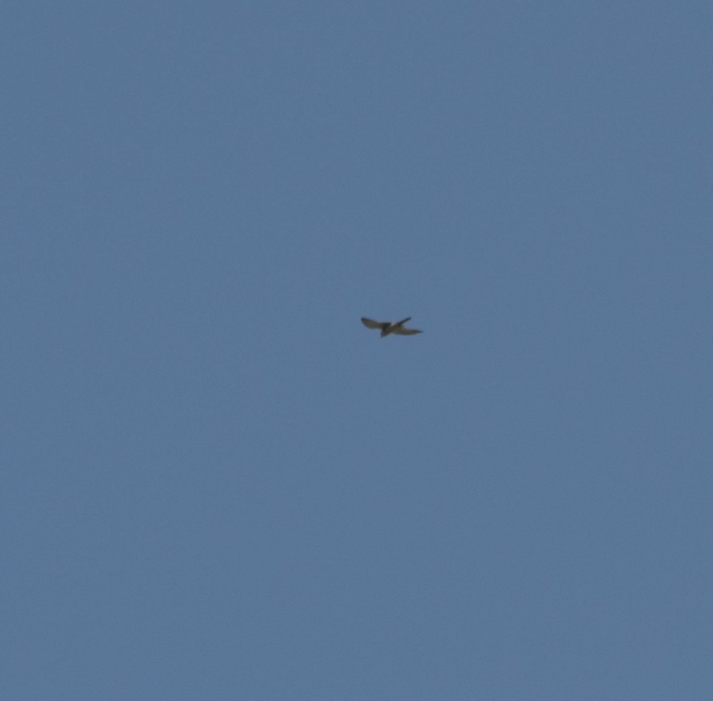 Peregrine Falcon - ML638961111