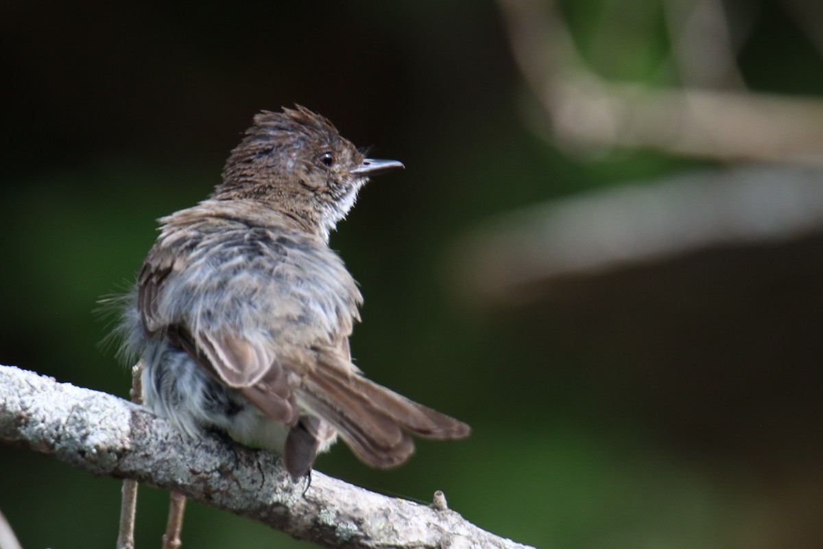 Eastern Phoebe - ML638961150