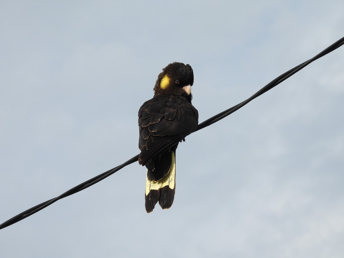 Yellow-tailed Black-Cockatoo - ML638961154