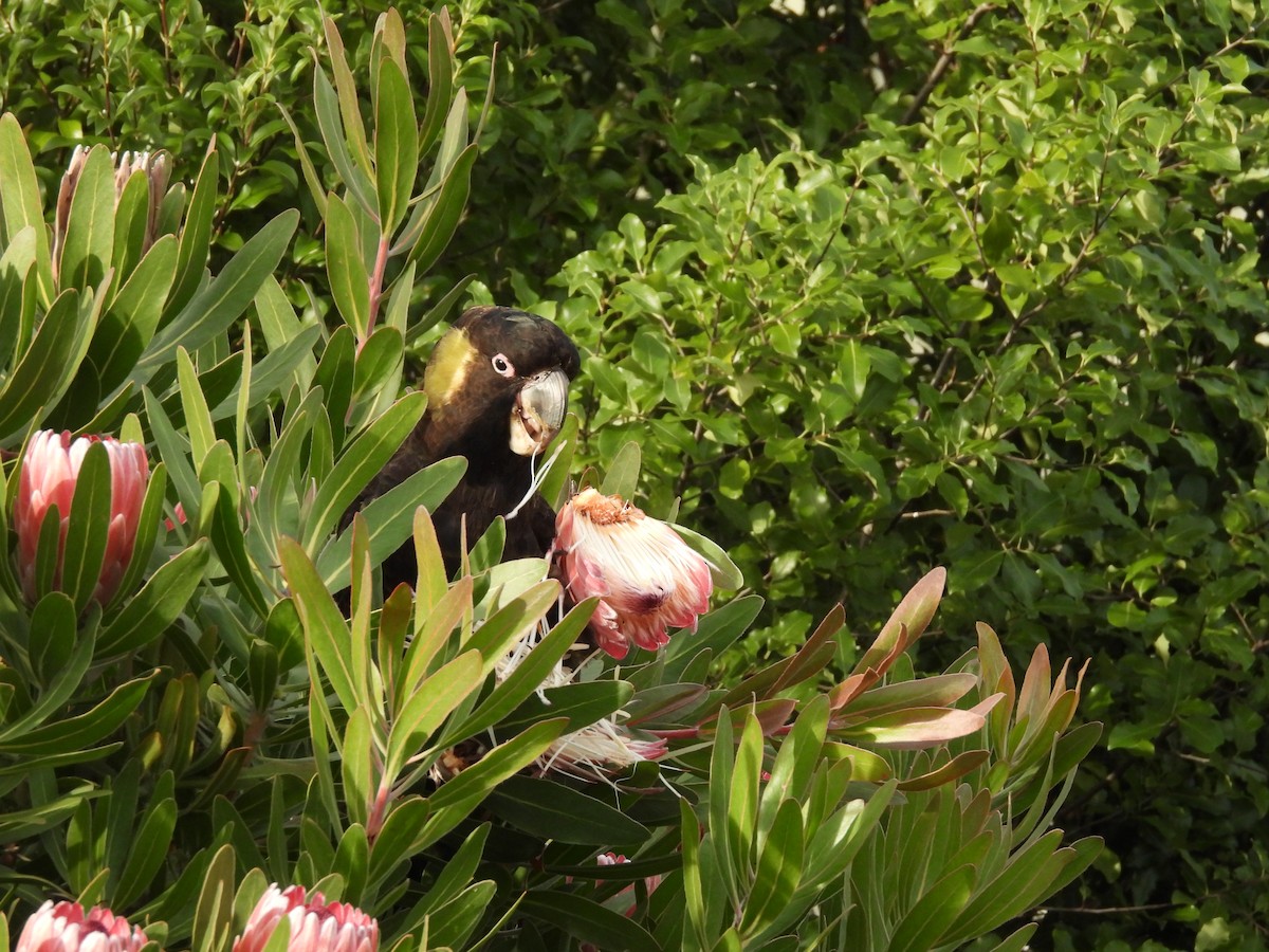 Yellow-tailed Black-Cockatoo - ML638961155