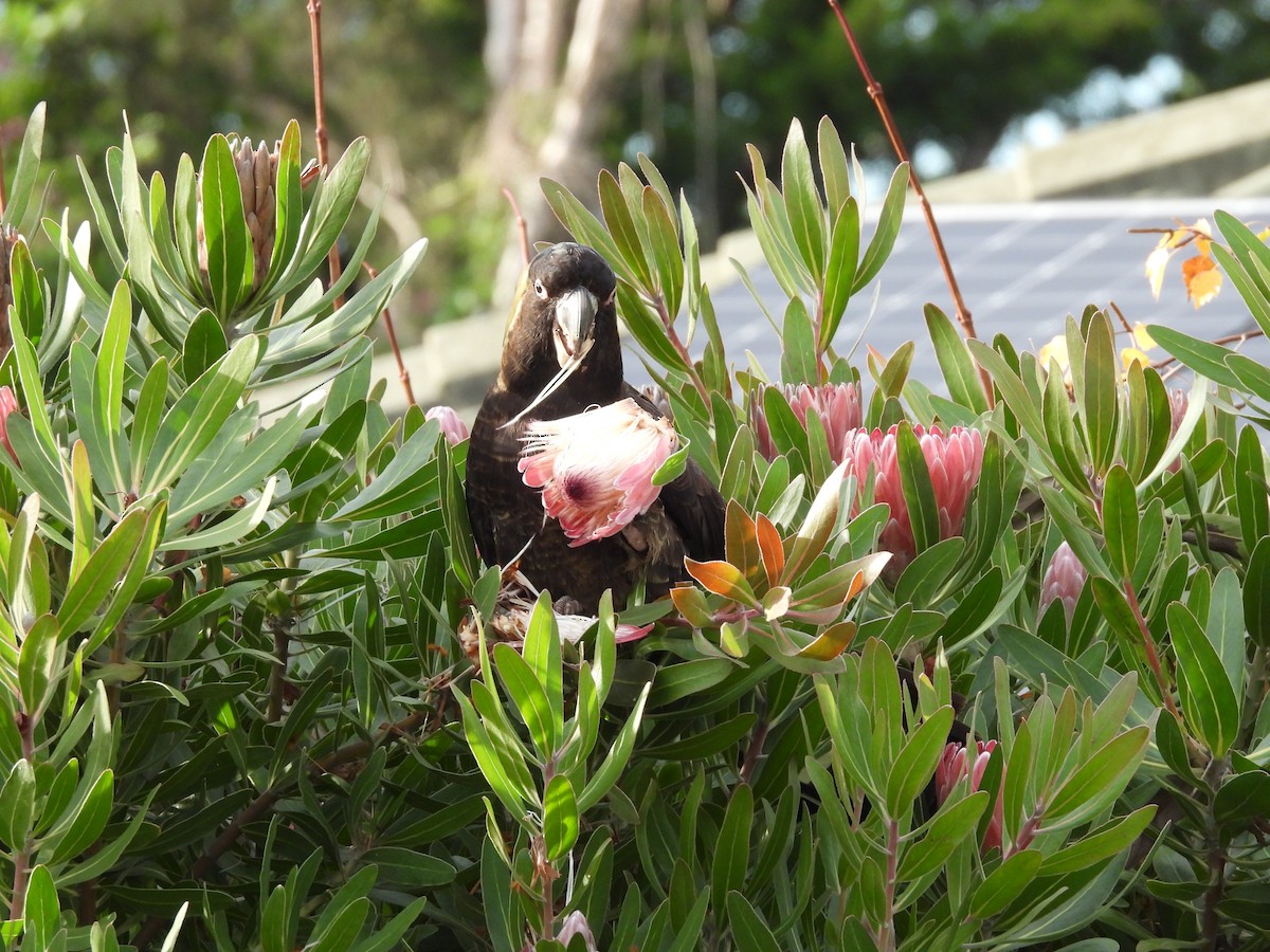 Yellow-tailed Black-Cockatoo - ML638961156