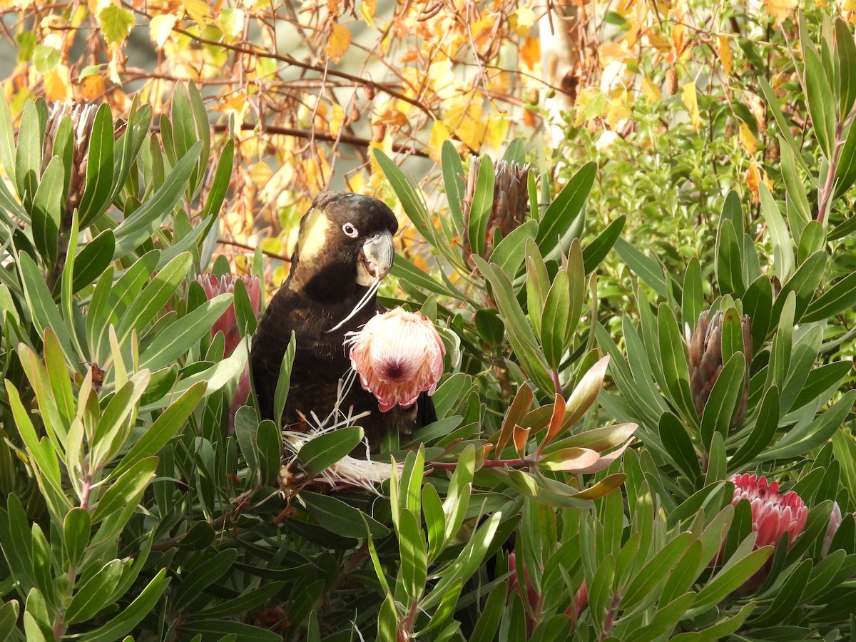 Yellow-tailed Black-Cockatoo - ML638961157