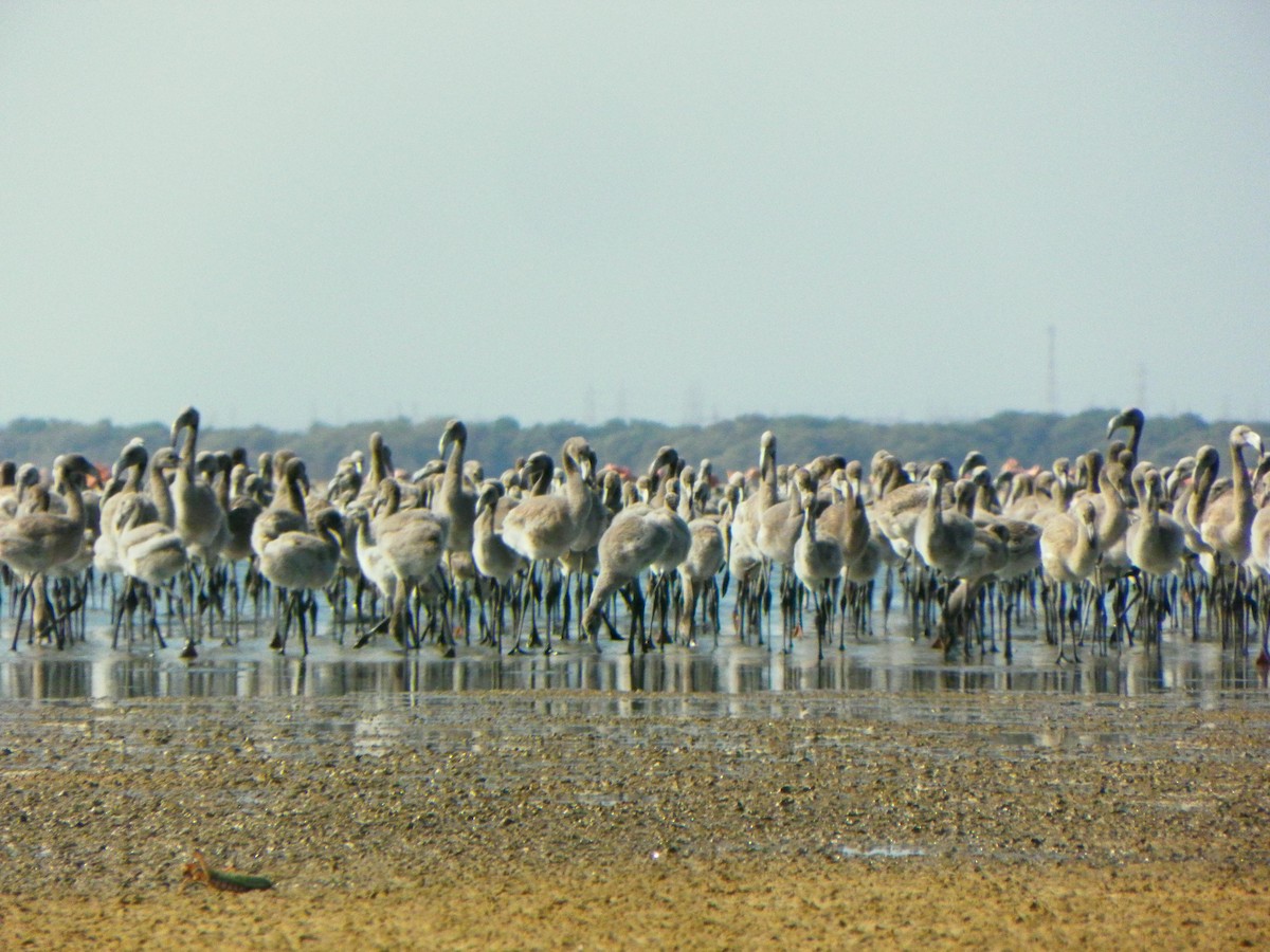 American Flamingo - ML638961167
