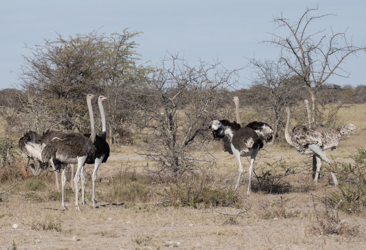 Common Ostrich - ML638961191
