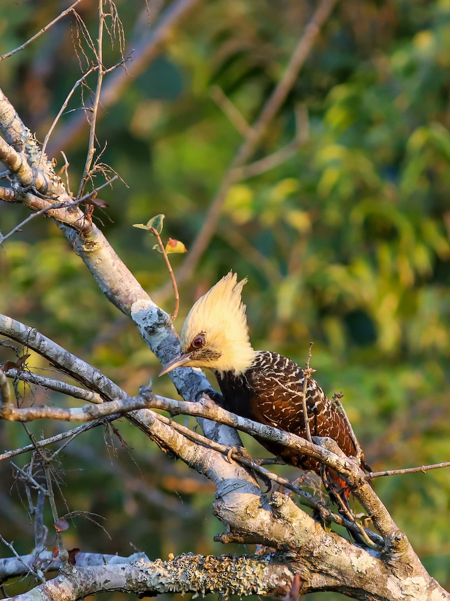 Pale-crested Woodpecker - ML638961224