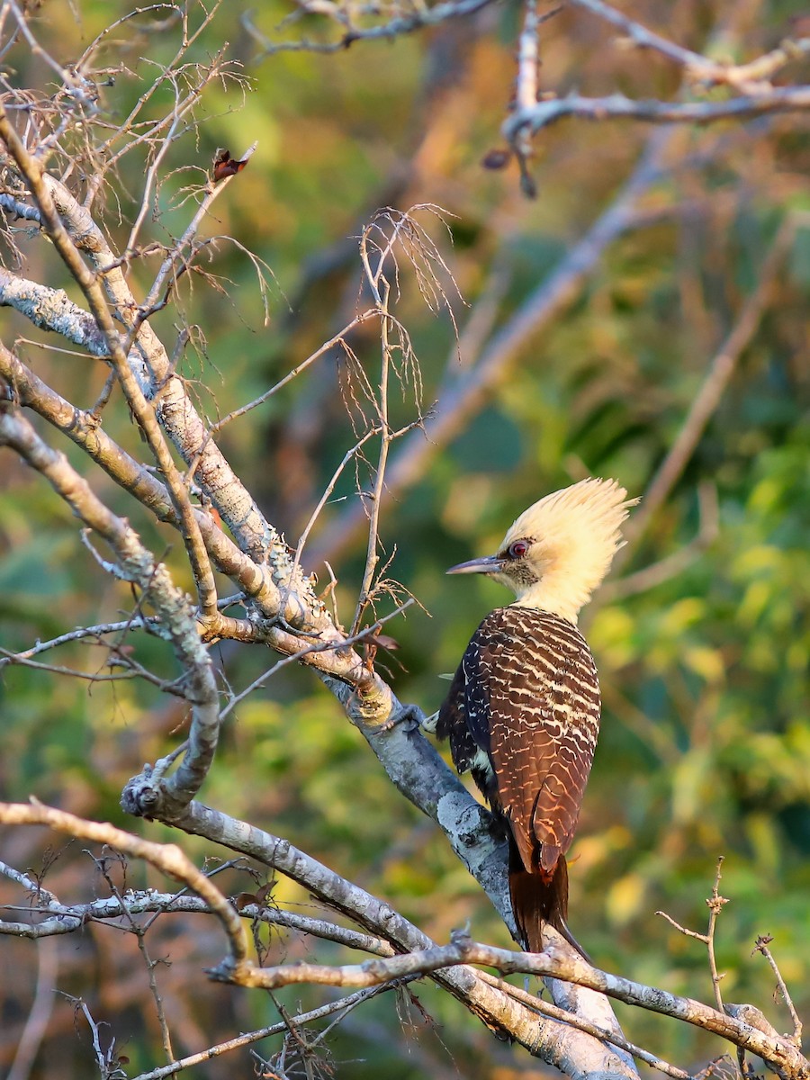 Pale-crested Woodpecker - ML638961225